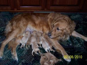 GoldenRetrieverPuppiesforSale